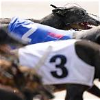 bet 365 greyhounds